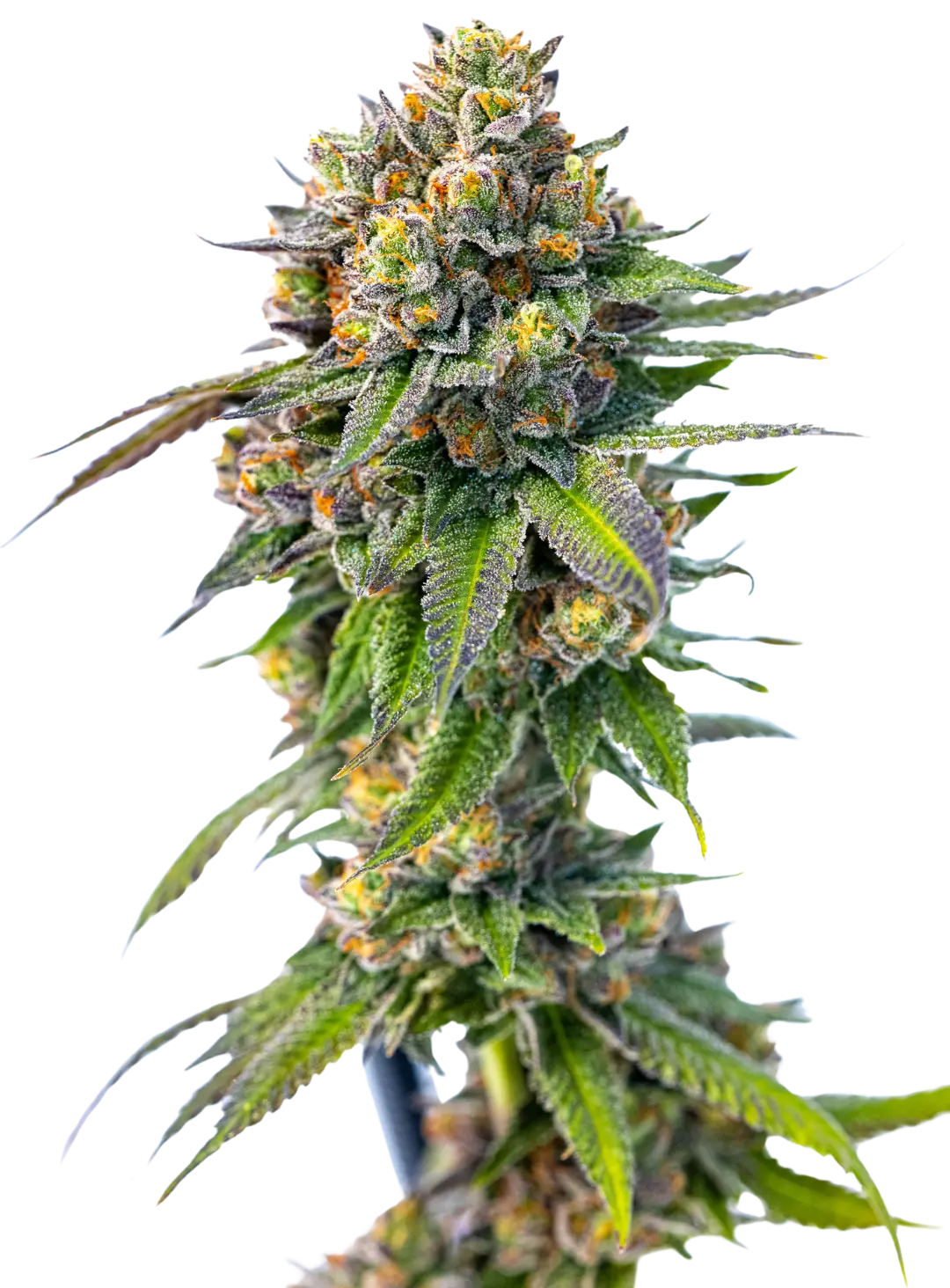 Leader Of Top Grade Cannabis - WEED4DEALERS